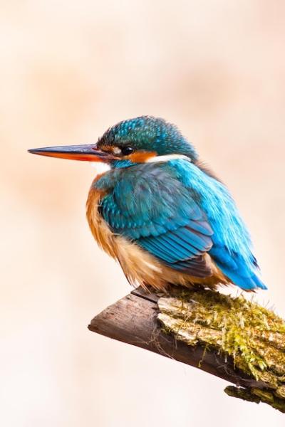 Vertical shot of a common kingfisher perched on wood in a field with a blurry background