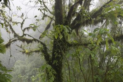 Closeup shot of a tree in a forest covered in the fog