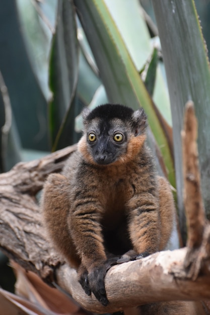 Gorgeous Collared Lemur with Amazing Yellow Eyes – Free Stock Photo