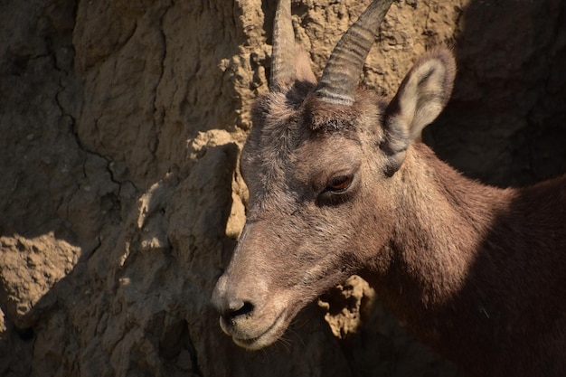 Up Close Look Into the Face of a Bighorn Sheep Free Stock Photo