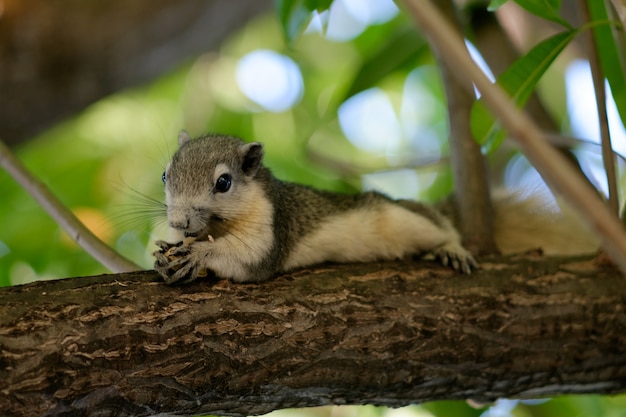 Squirrel on Tree