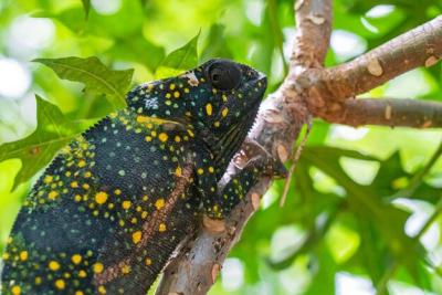 Chameleon blending into leaves on a branch in Zanzibar