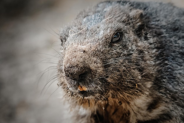 Closeup Shot of a Marmot in the Natural Landscape