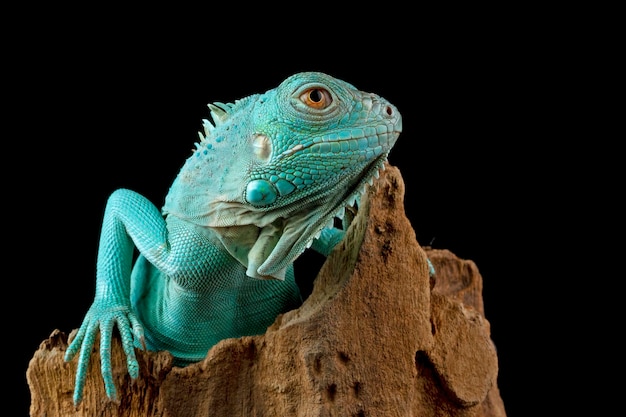 Blue Iguana closeup head Blue Iguana Grand Cayman Blue Iguana Cyclura Lewisi