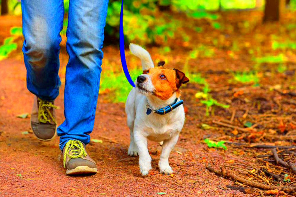 Leashes and Leads Dog Leash Safety Town Country Animal Hospital