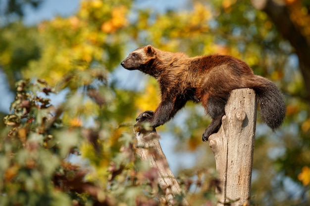 Majestic Wolverine Hanging on a Tree in Front of Colorful Nature