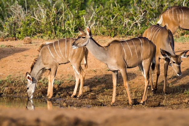 Wild African Antelopes Near a Lake