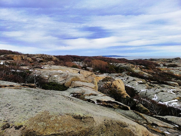 Picture of rocks covered in branches and snow under a cloudy sky during the evening in Norway