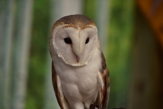 Amazing Barn Owl Face Perched – Free Stock Photo Download