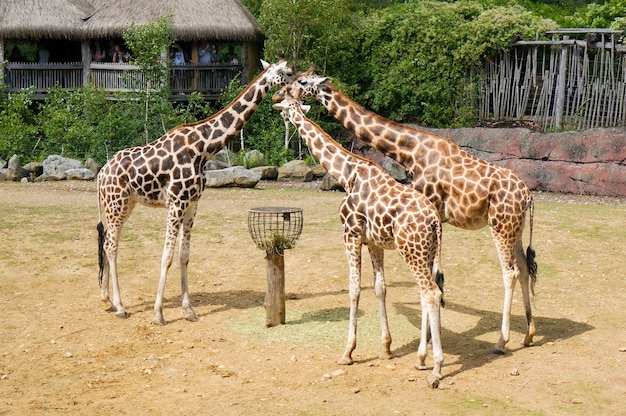 Three Giraffes in the Zoo During the Daytime