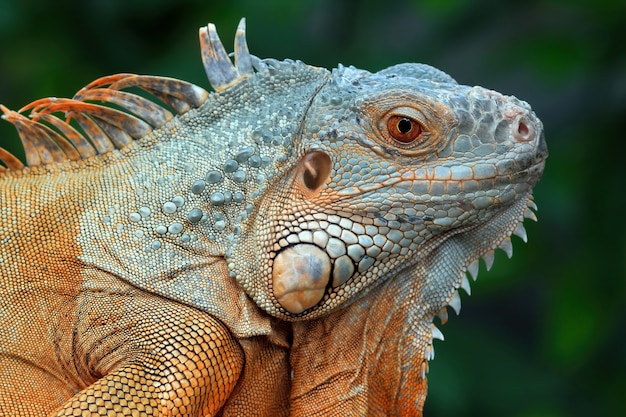 Closeup Head of Green Iguana – Free Stock Photo Download