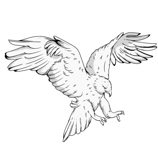 Hand Drawn Eagle Flying Drawing Illustration