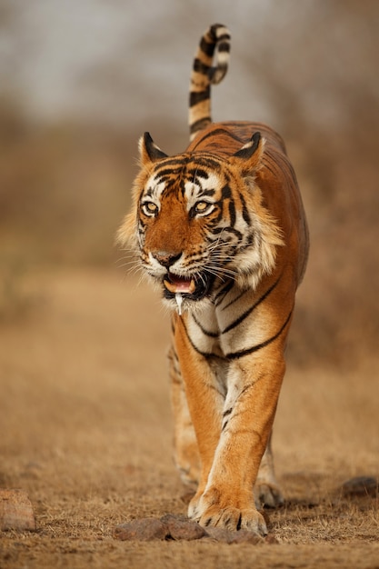 Amazing bengal tiger in the nature