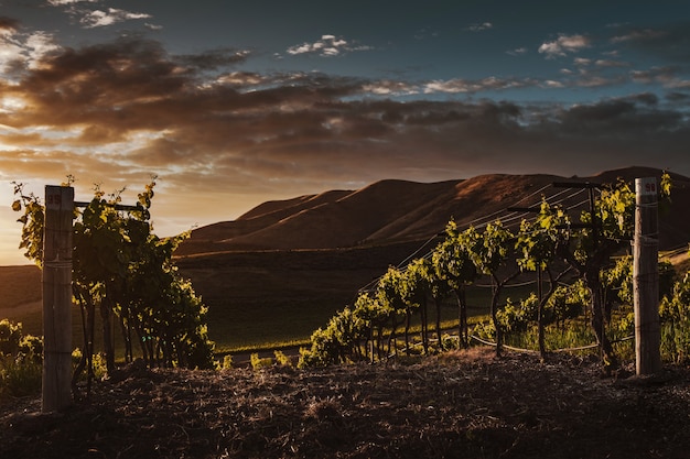 Selective Focus Shot of Vine Trees in a Beautiful Vineyard at Twilight