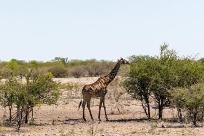 Giraffe Eating Tiny Green Acacia Leaves in Okaukuejo, Etosha National Park, Namibia