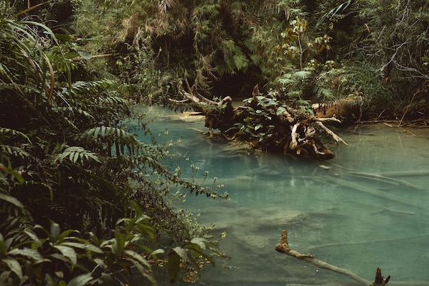 Beautiful Pond Surrounded by Trees and Plants