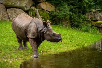 USAn Rhinoceros in Beautiful Natural Habitat: One-Horned Rhino, Endangered Species