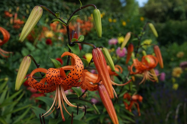 Selective focus shot of tiger lilies in the garden