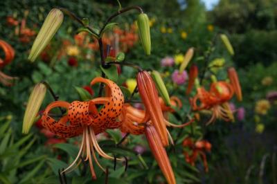 Selective focus shot of tiger lilies in the garden