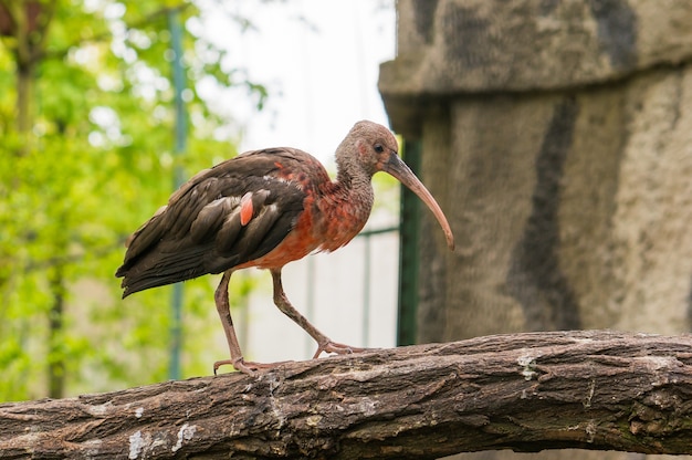 Red and Grey Ibis Bird Standing on a Tree – Free Stock Photo Download