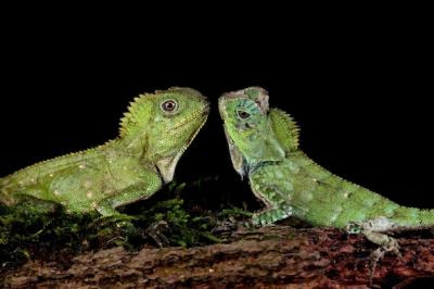 Lizard Forest Dragon Female and Male on Branch with Black Background