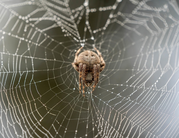 Spider Climbing on Spider Web with Blurry Background