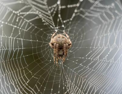 Spider Climbing on Spider Web with Blurry Background