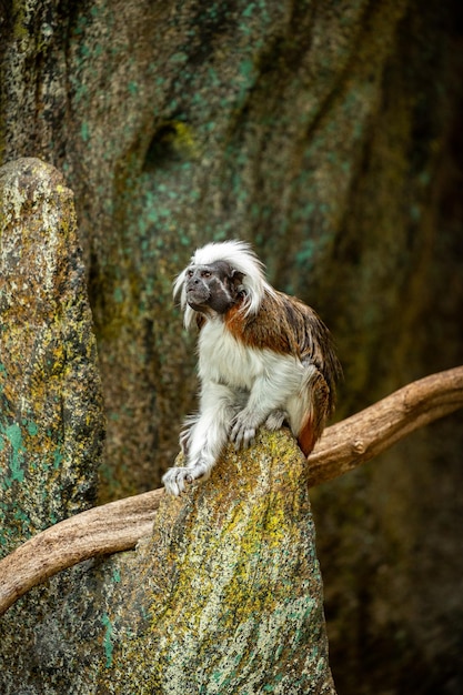 Beautiful and cute tamarin monkey on the rock Saguinus Little monkey species