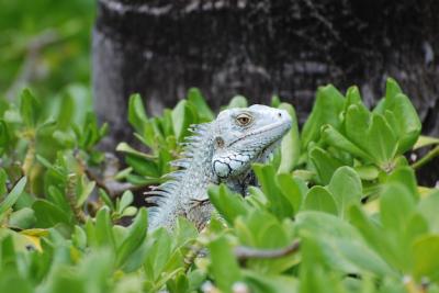 Green iguana sitting in the top of a bush