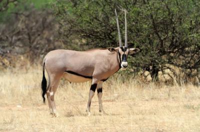 Gemsbok Antelope in Park – Free Stock Photo Download