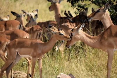 Close shot of a baby deer near its mother in a dry grassy field with a blurred background