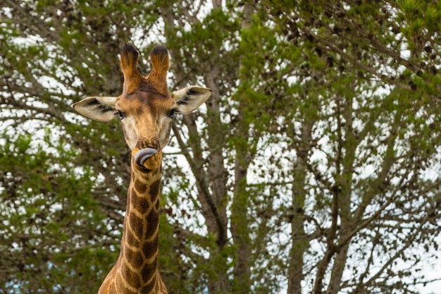 Low angle shot of a beautiful giraffe standing in front of the beautiful trees