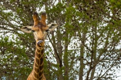 Low angle shot of a beautiful giraffe standing in front of the beautiful trees