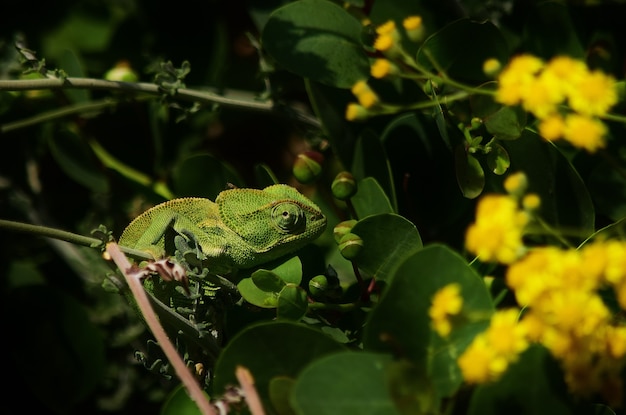 Closeup shot of Mediterranean Chameleon among caper plant leaves