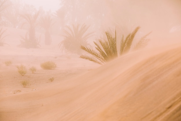 Desert landscape in Morocco