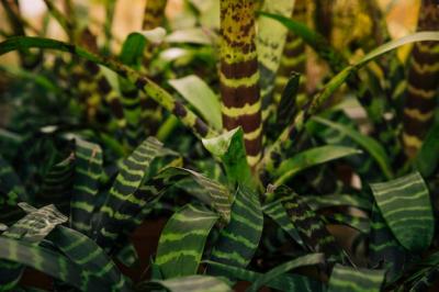 Close-up of Green Leaves in the Botanical Garden