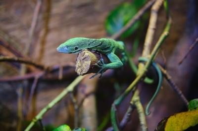 Green Lizard on a Branch of a Tree