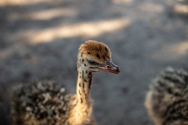 Soft focus of an ostrich at a farm on a sunny day