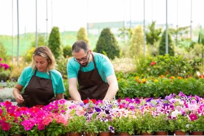 Professional Gardeners Caring for Petunia Flowers Outdoors