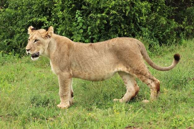 Lonely Female Lion Walking in Addo Elephant National Park