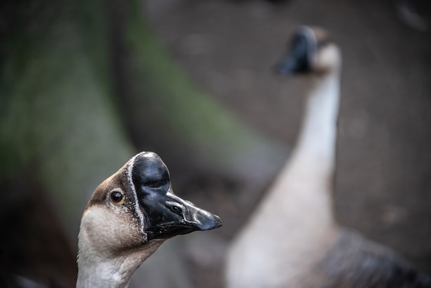 Chinese Goose Head with Another Goose: Free Stock Photo Download