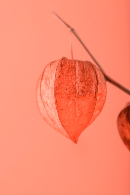 Leaves on coral background