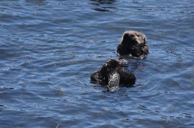 Pacific Ocean with a Sea Otter Floating on His Back