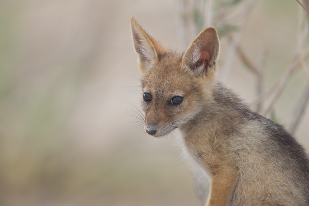 Cute Little Sand Fox in the Middle of the Desert