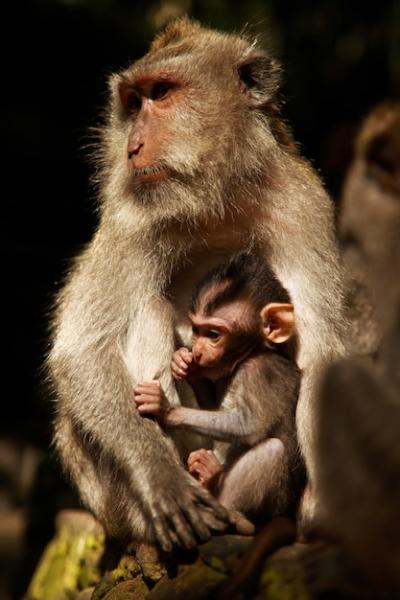 Vertical Shot of a Mother and Baby Baboon Monkey Resting on the Rock