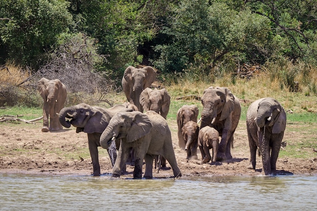 Closeup Shot of Elephants Approaching the Lake with Trees