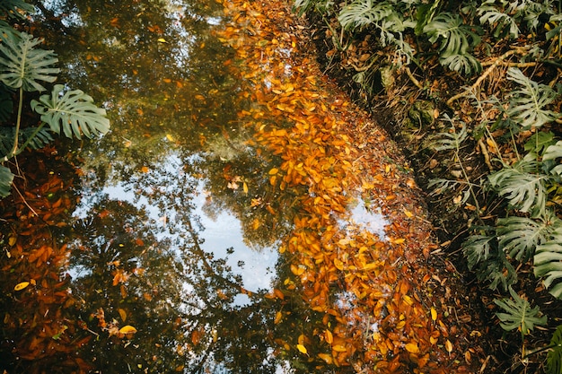 River with Autumn Leaves – Free Stock Photo