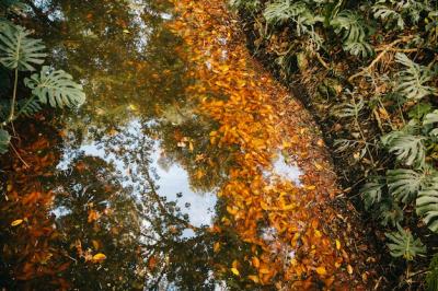 River with Autumn Leaves – Free Stock Photo