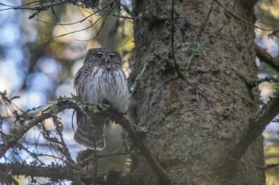 Brown and White Owl on Tree Branch