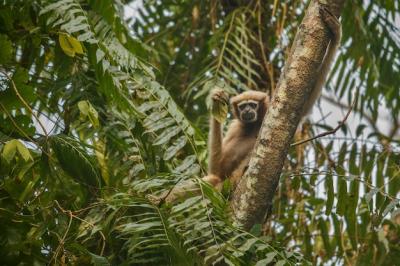 Wild USAn Monkey Hoolock Gibbon High on Tree in USAn Forest